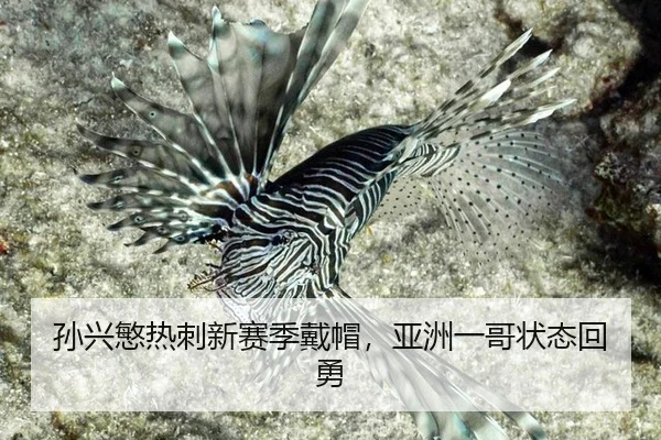 sun-xing-min-re-ci-xin-sai-ji-dai-mao-ya-zhou-yi-ge-zhuang-tai-hui-yong-3-178.jpg